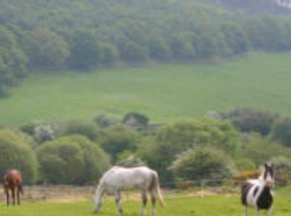 Horse Livery Scotland