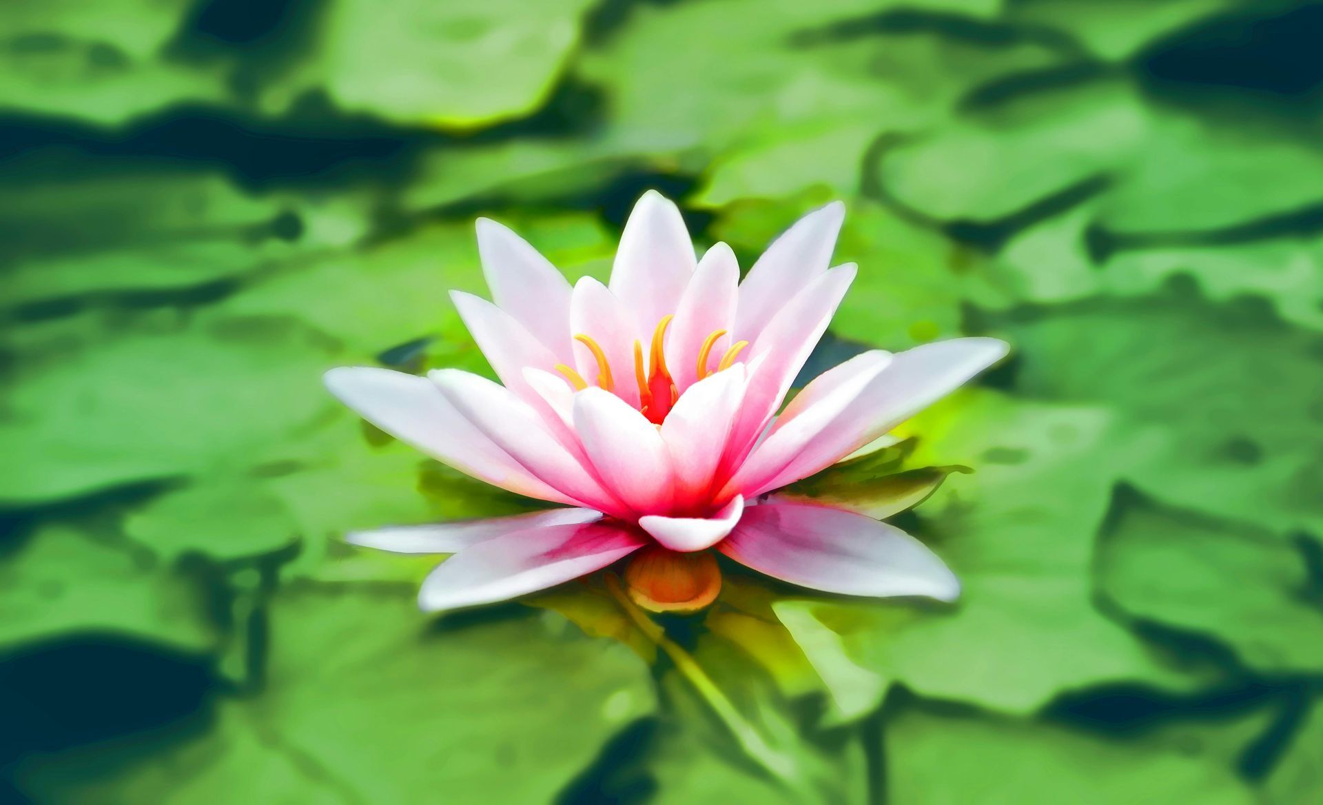 A pink water lily is surrounded by green leaves in a pond.