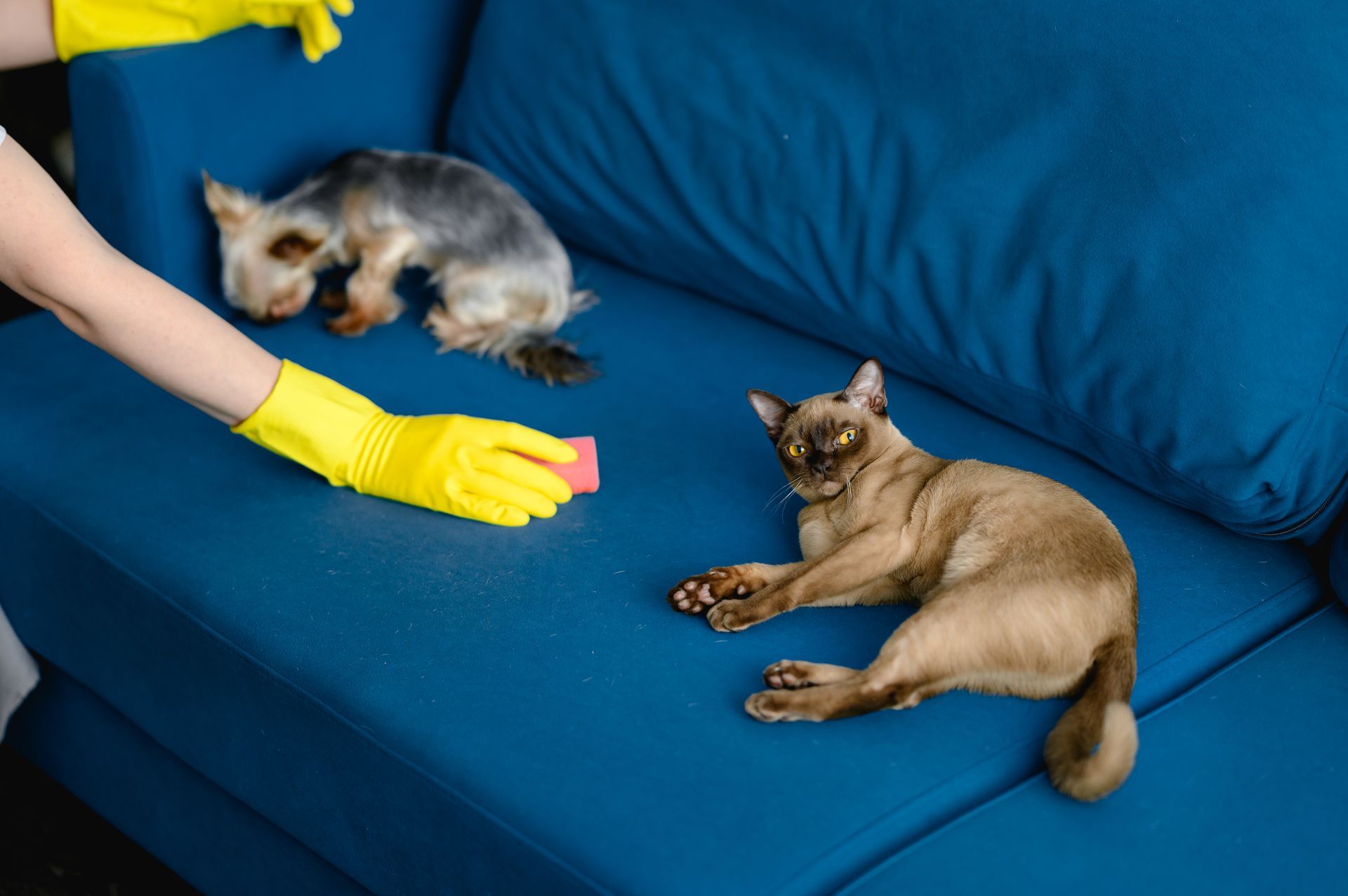 A person is cleaning a blue couch with a cat and a dog.