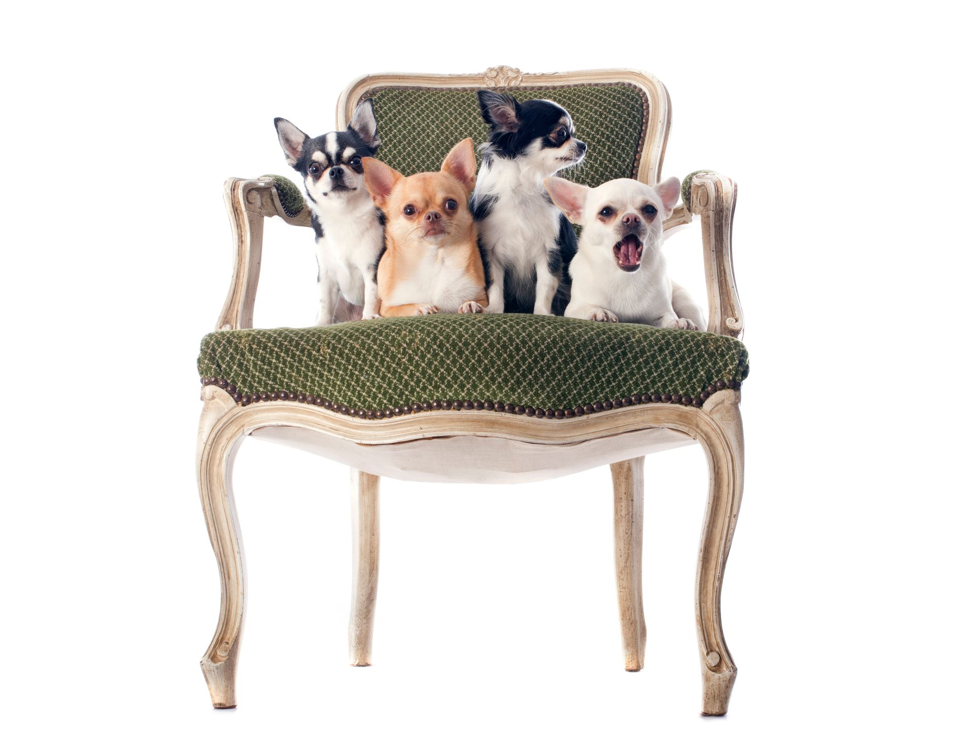 Four chihuahuas are sitting on a chair with their mouths open