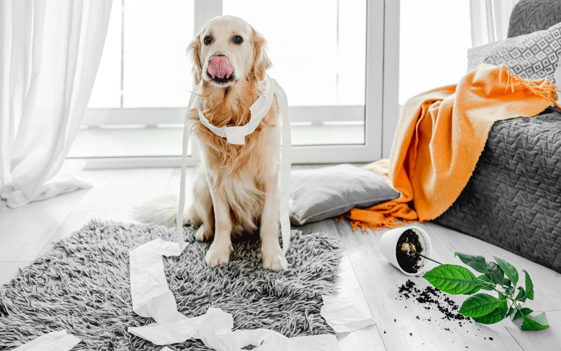 A dog is sitting on a messy rug in a living room.