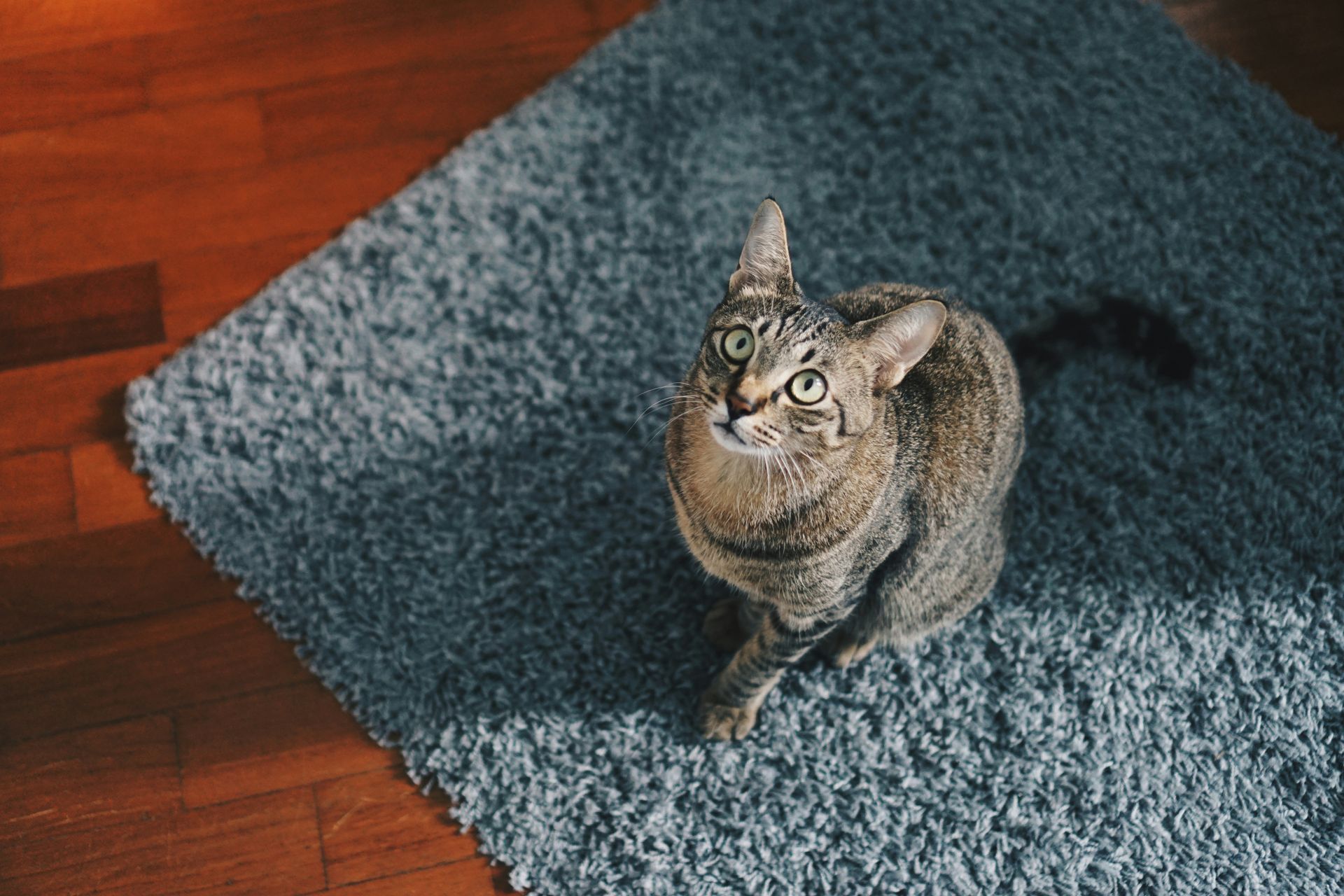 A grey tabby cat looking up while sitting on a blue rug.