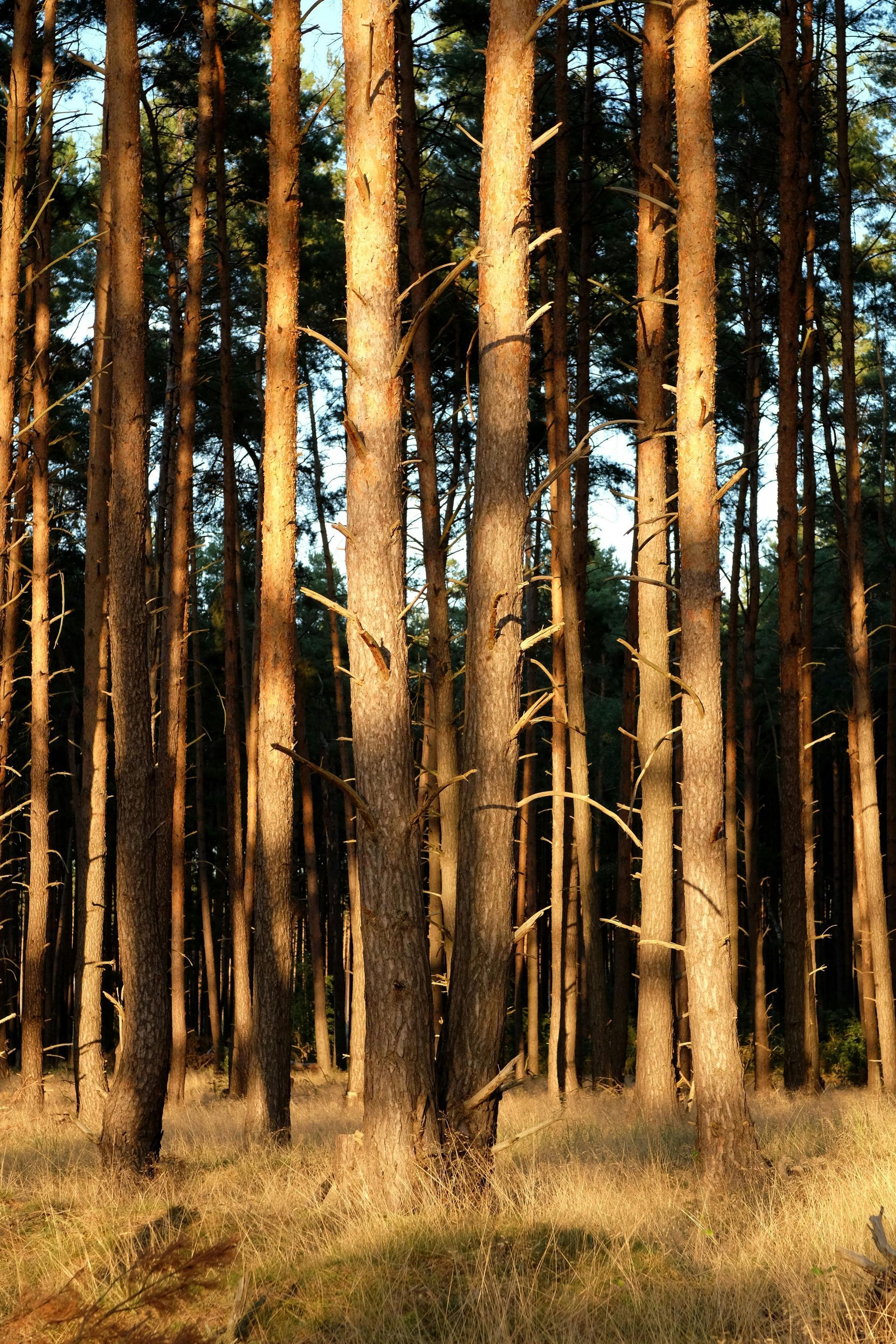Tall pine trees in a sunlit forest, with long shadows cast on the ground.