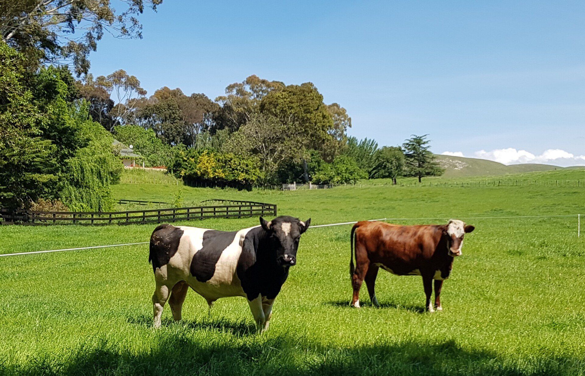 Enderby Cattle New Zealand Cattle Breed