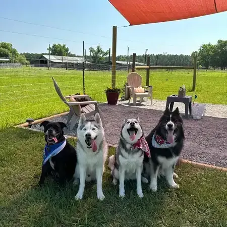 Four dogs, including two Huskies, pose on grass. One wears a bandana. Outdoors, sunny.