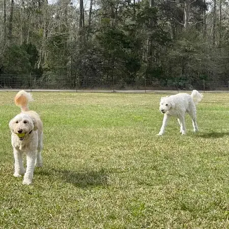 Two white dogs play in a grassy field, one with a ball.