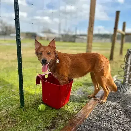 Red dog with tongue out, stands in a red bucket outside on grass, a tennis ball is nearby.