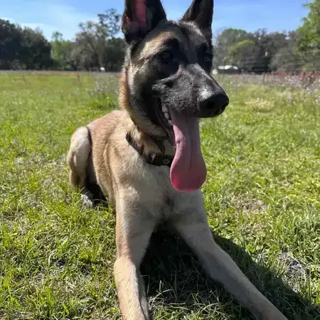 Belgian Malinois dog panting in a grassy field under a sunny sky.