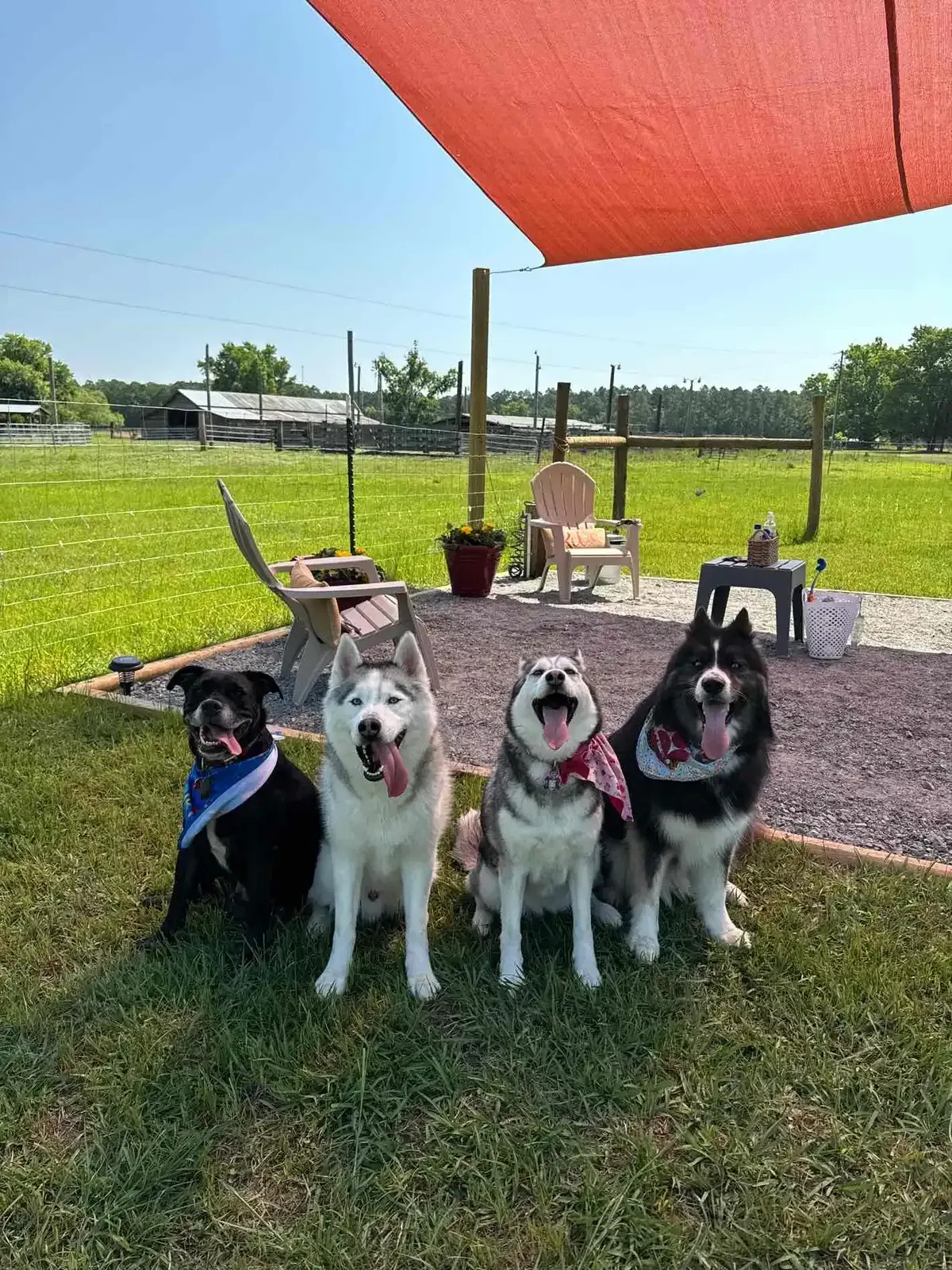 Four dogs sitting in a grassy area, two Huskies. Red canopy overhead, sunny.