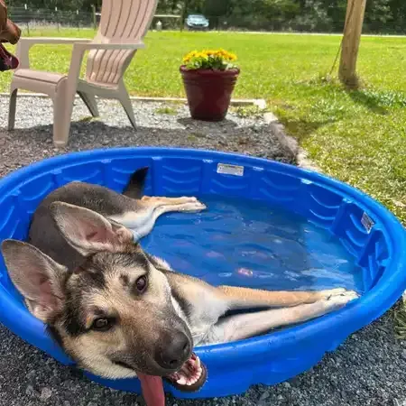 Dog relaxing in a blue kiddie pool, panting in a grassy yard near a potted plant.
