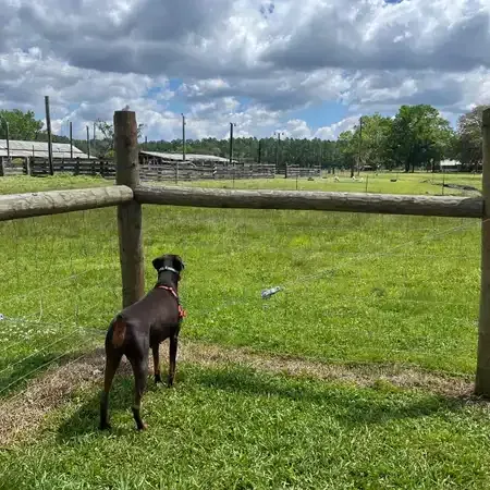 Doberman standing in grassy field, looking toward a wooden fence and farm in the distance under a cloudy sky.