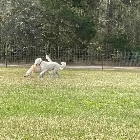Two white dogs play in a grassy park near a fence and trees.