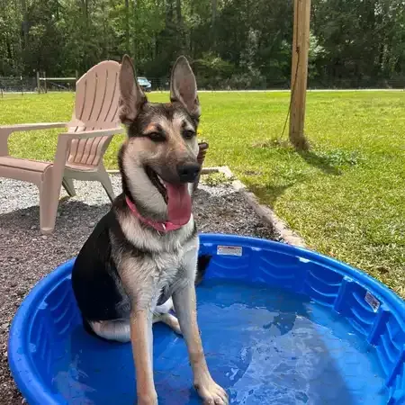 German Shepherd dog in a blue kiddie pool, panting with pink collar, outdoors in yard.