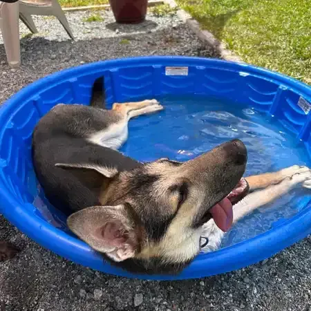 German Shepherd dog relaxing in a blue kiddie pool, tongue lolling out, on a sunny day.