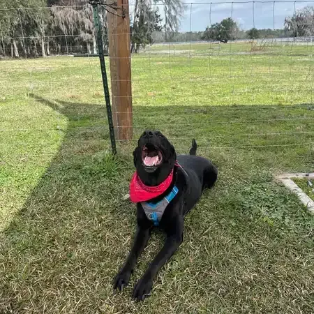 Black dog with red bandana lying on grass, looking up with mouth open. Outdoors.