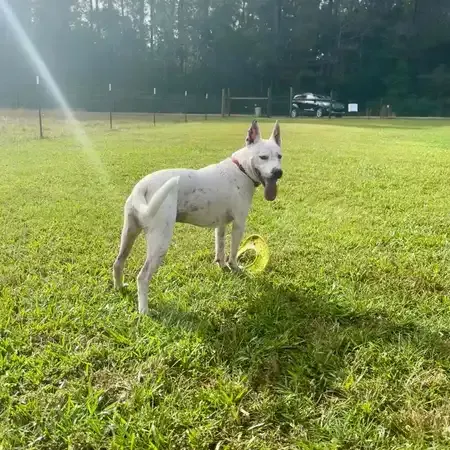 White dog with spots in a grassy field, tongue out, eyeing a yellow frisbee.