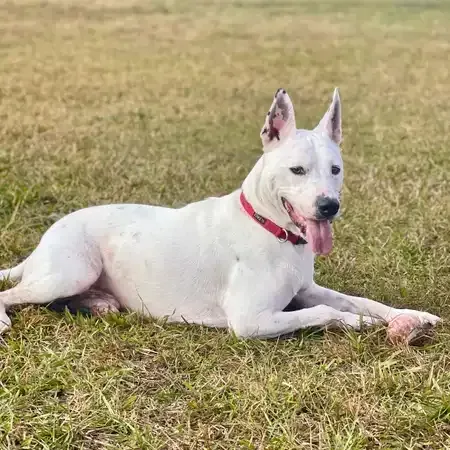 White dog with black spots on ears lies in grass, wearing a red collar.