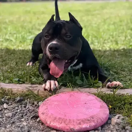 Black dog with pink frisbee, panting, lying in grass.