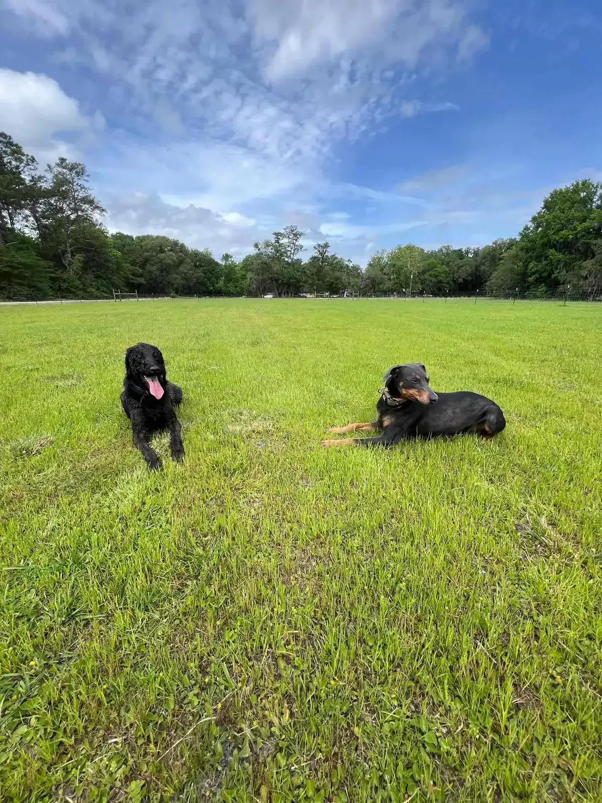 Two dogs on a grassy field under a blue sky. One black dog sits panting; the other lies down.