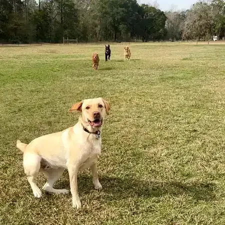 Yellow Labrador smiles in a grassy park, as three other dogs run in the background.