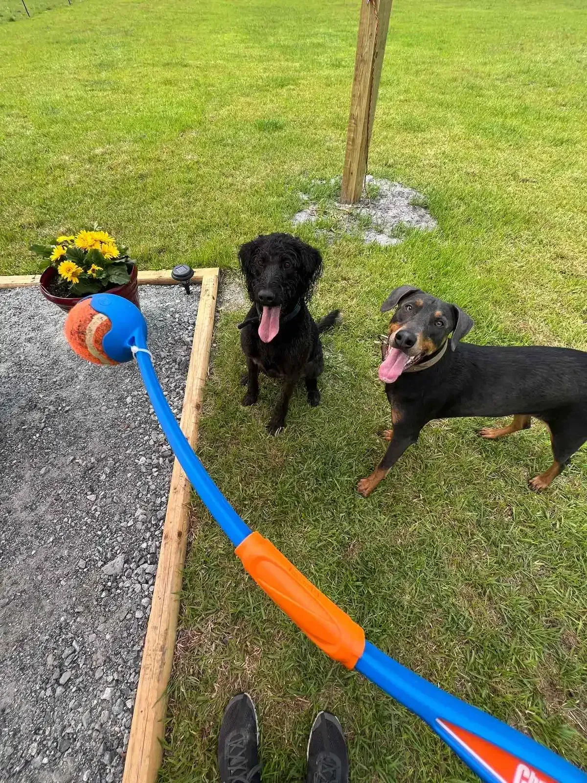 Two dogs with tongues out, one black and one Rottweiler, near a ball launcher outdoors.