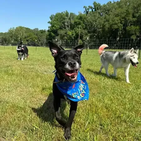 Three dogs in a grassy field, one black dog in the foreground smiling with a blue bandana, two others in the background.
