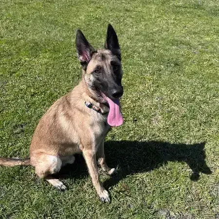 Belgian Malinois dog sitting on grass with tongue out, in sunny outdoor setting.