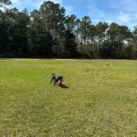 A black dog runs across a green field, holding a pink toy, with trees and a blue sky in the background.