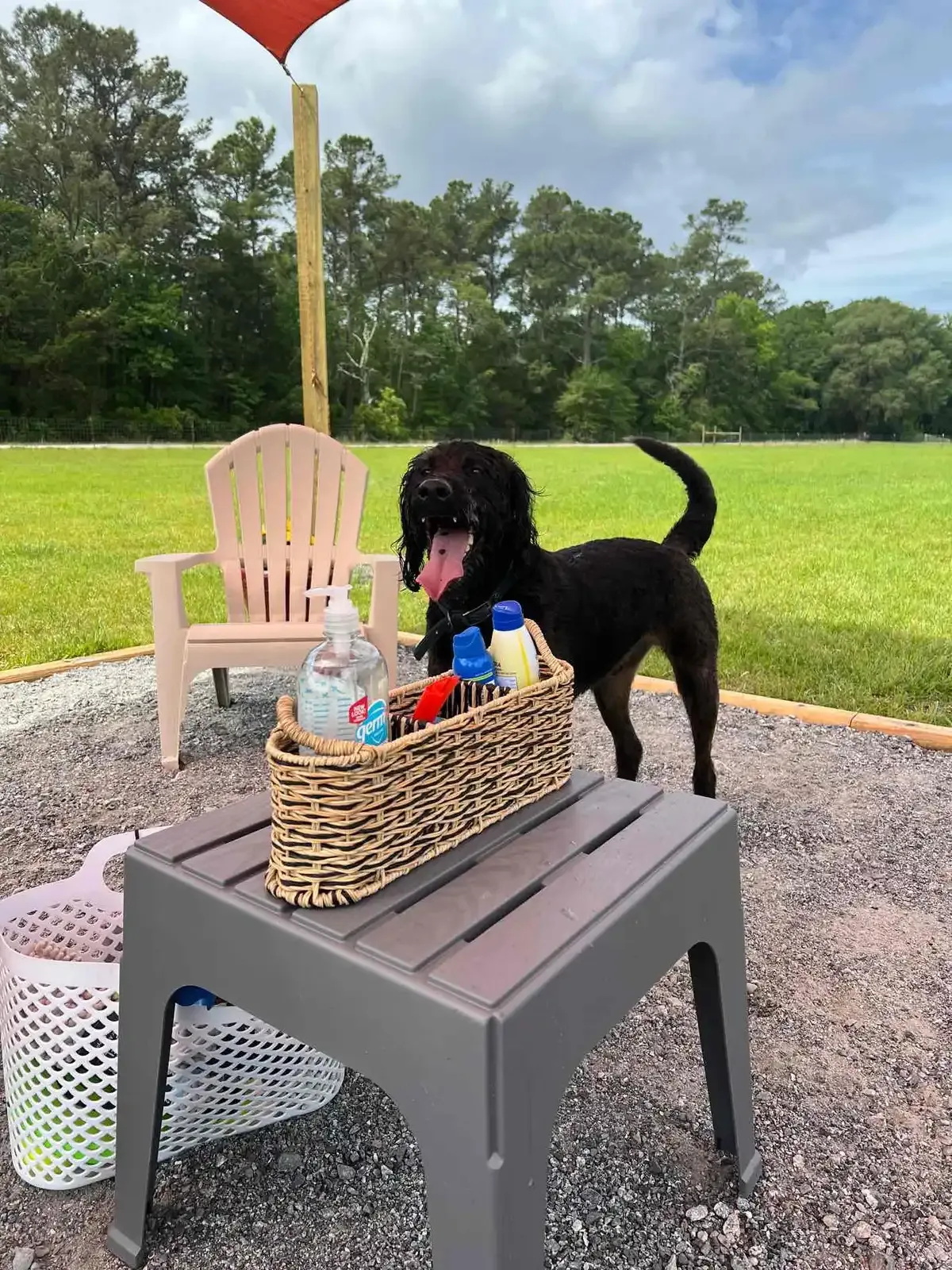 Black dog with tongue out, standing near a grooming station outdoors.