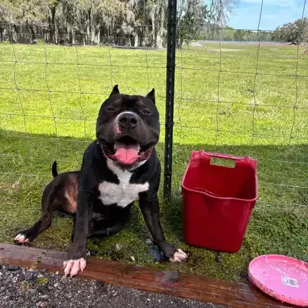 Black and white dog with pink tongue, sitting near a red bucket and frisbee in a grassy field.