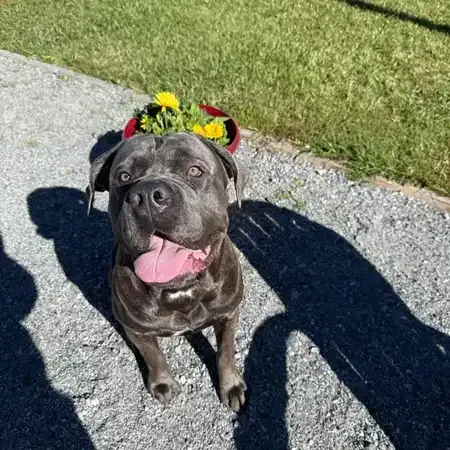 Gray dog with tongue out sitting next to a red pot of yellow flowers, casting a shadow.