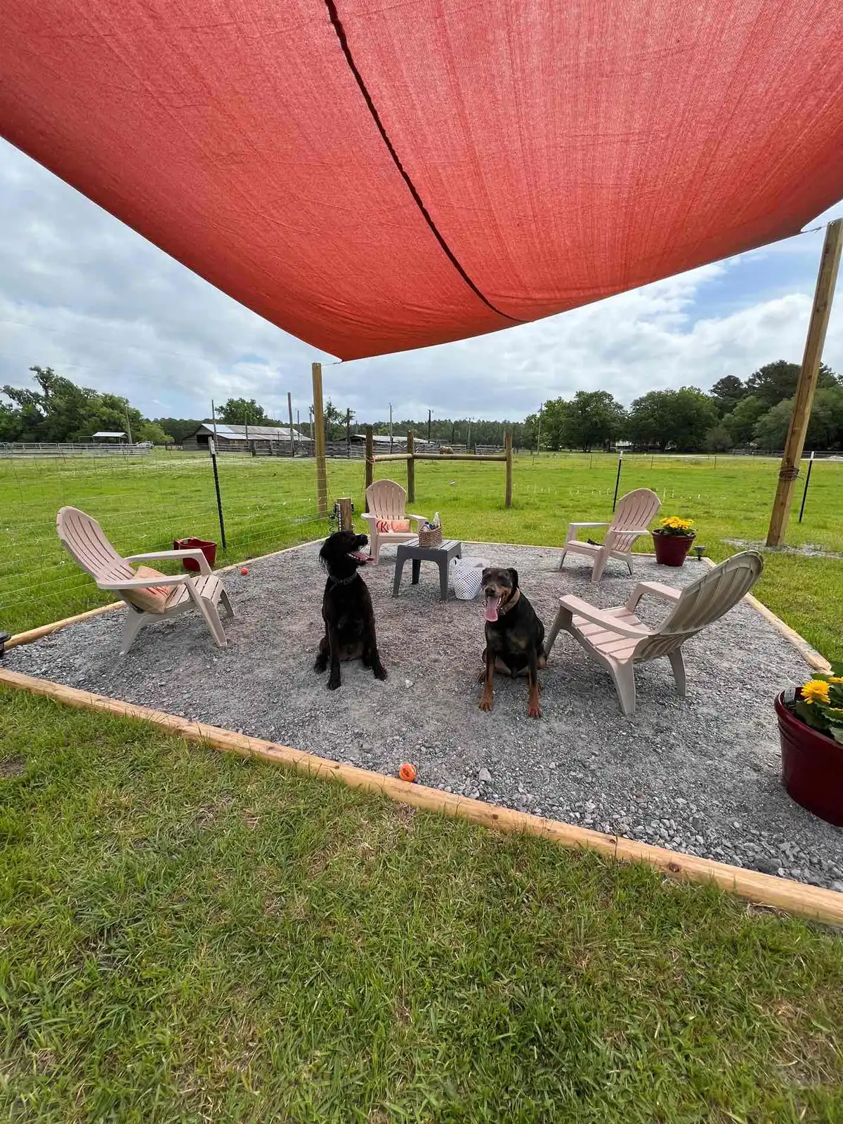 Two dogs sit under a red sunshade on a gravel patio with chairs; green grass surrounds.