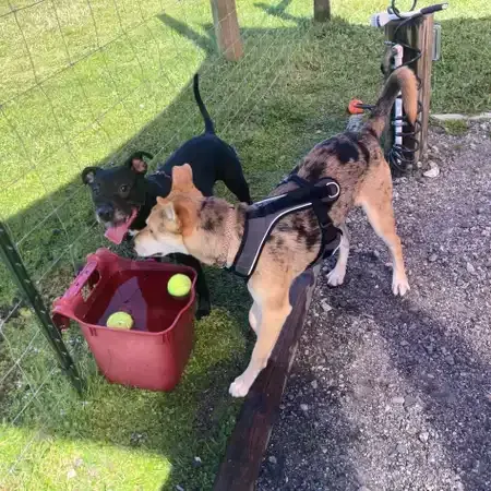 Two dogs drinking from a water container with tennis balls. One black, one merle, in a grassy outdoor area.