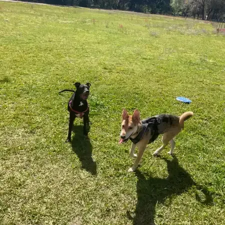 Two dogs in a grassy field. One black, one tan. Both wearing harnesses. Sunny day.
