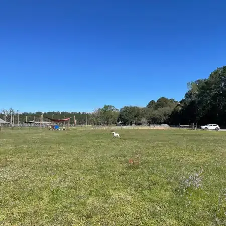 A white dog runs through a green field towards trees under a blue sky.