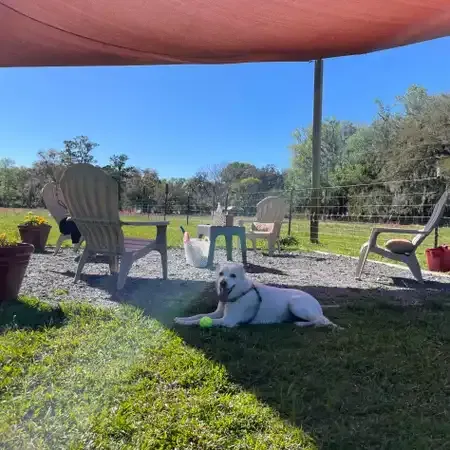 White dog rests on grass, shaded by a canopy. Chairs and table on a gravel patio in a sunny outdoor setting.