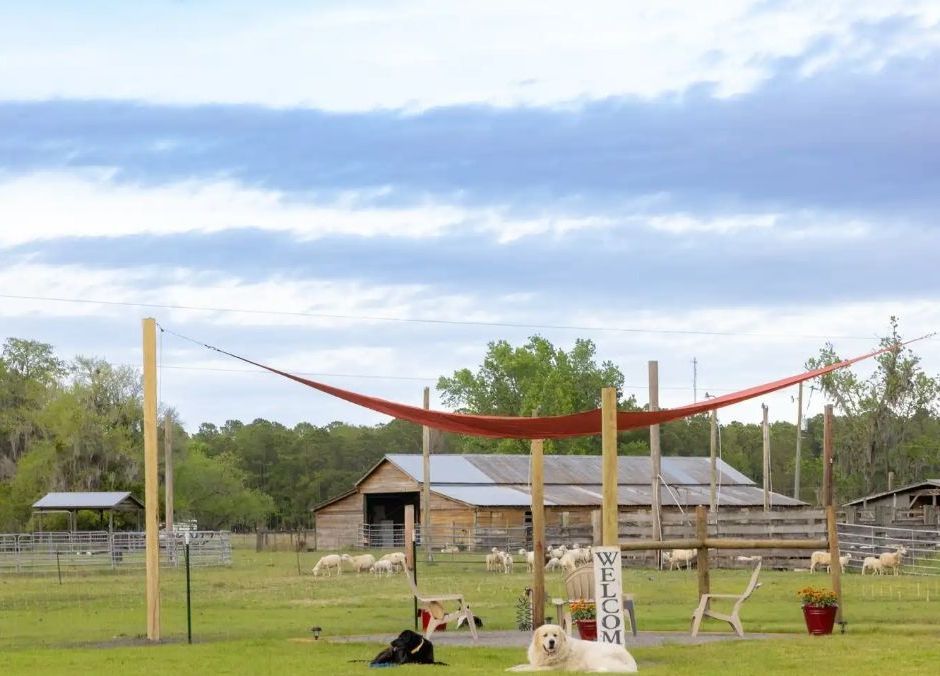 Red sun shade over wooden structure on a farm, sheep grazing, dog laying down.