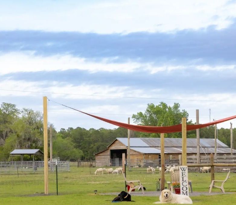 Two dogs are laying under a red awning in a field