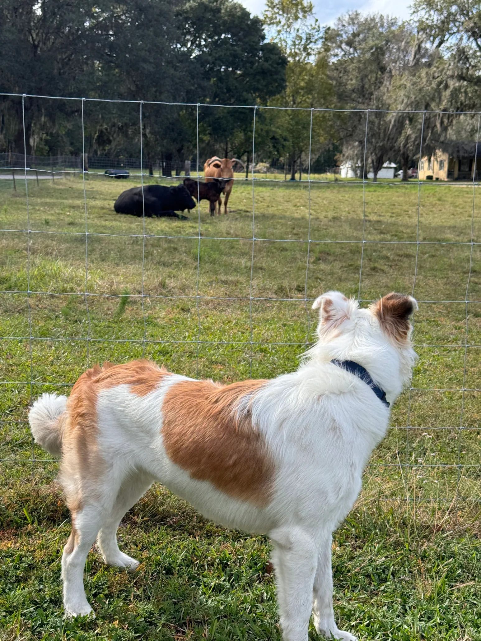 Dog with white and brown markings looks toward two other dogs in a grassy outdoor area.