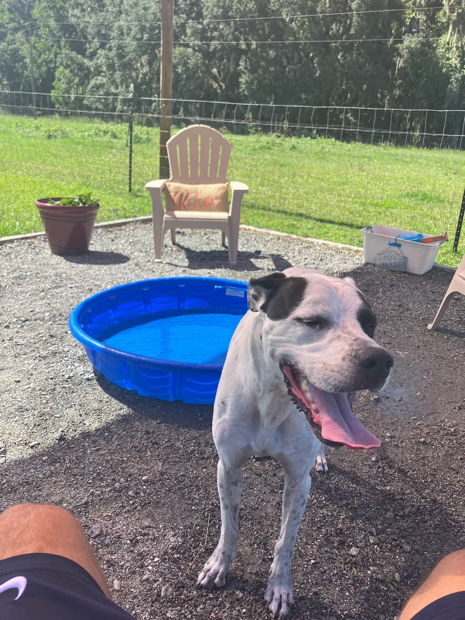 Smiling white and black dog with tongue out, near a blue kiddie pool in a sunny outdoor setting.