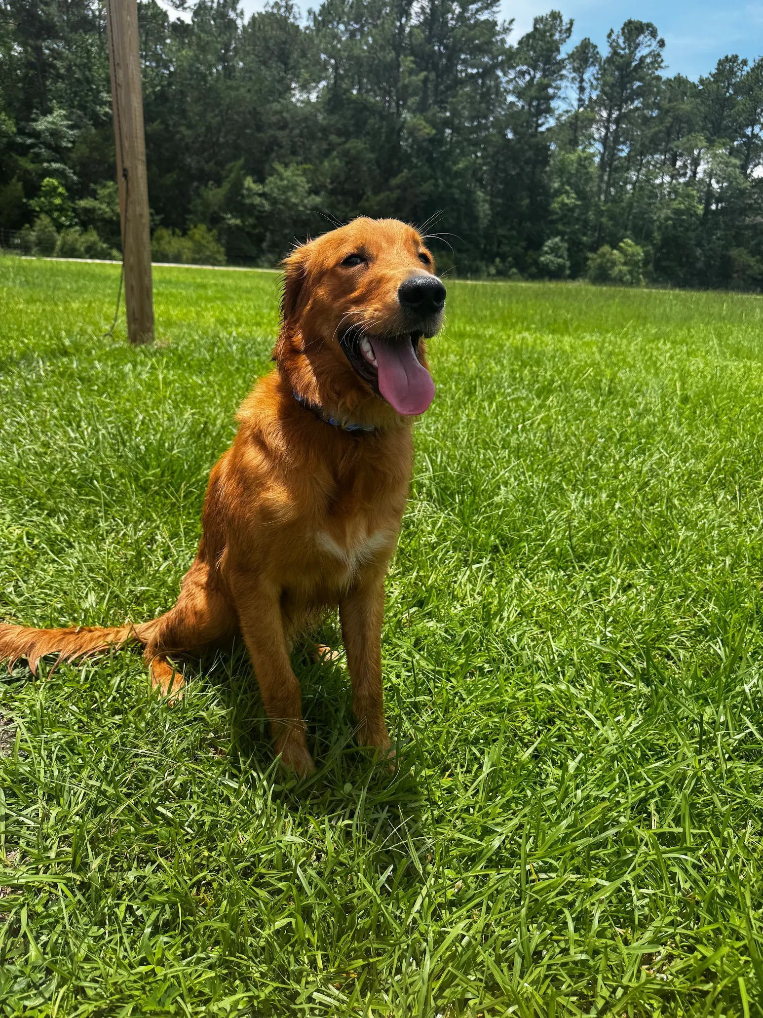 Golden retriever sits panting in a grassy field on a sunny day.