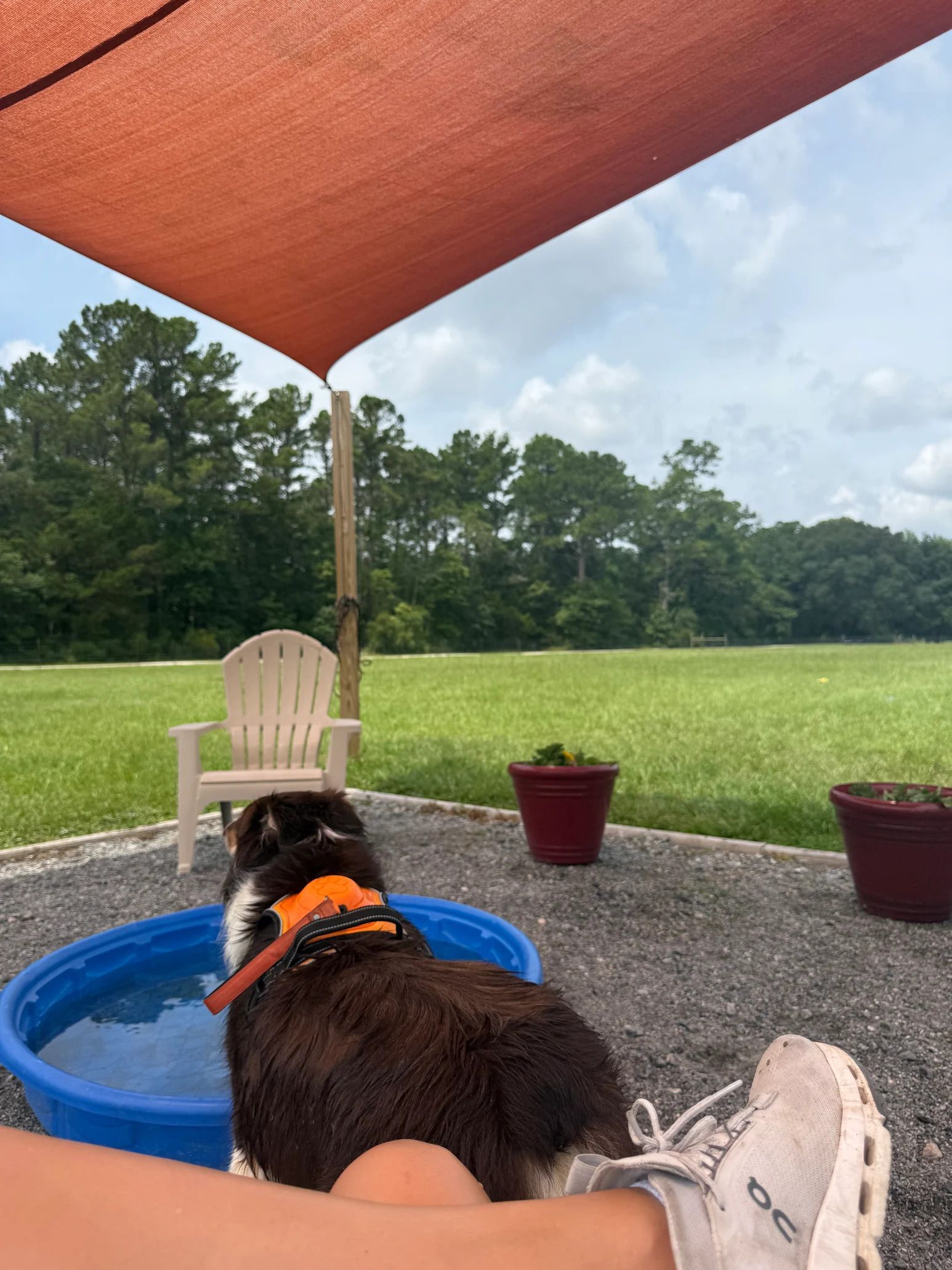Dog in a kiddie pool, looking away, under a shade, with a green yard and trees in the background.