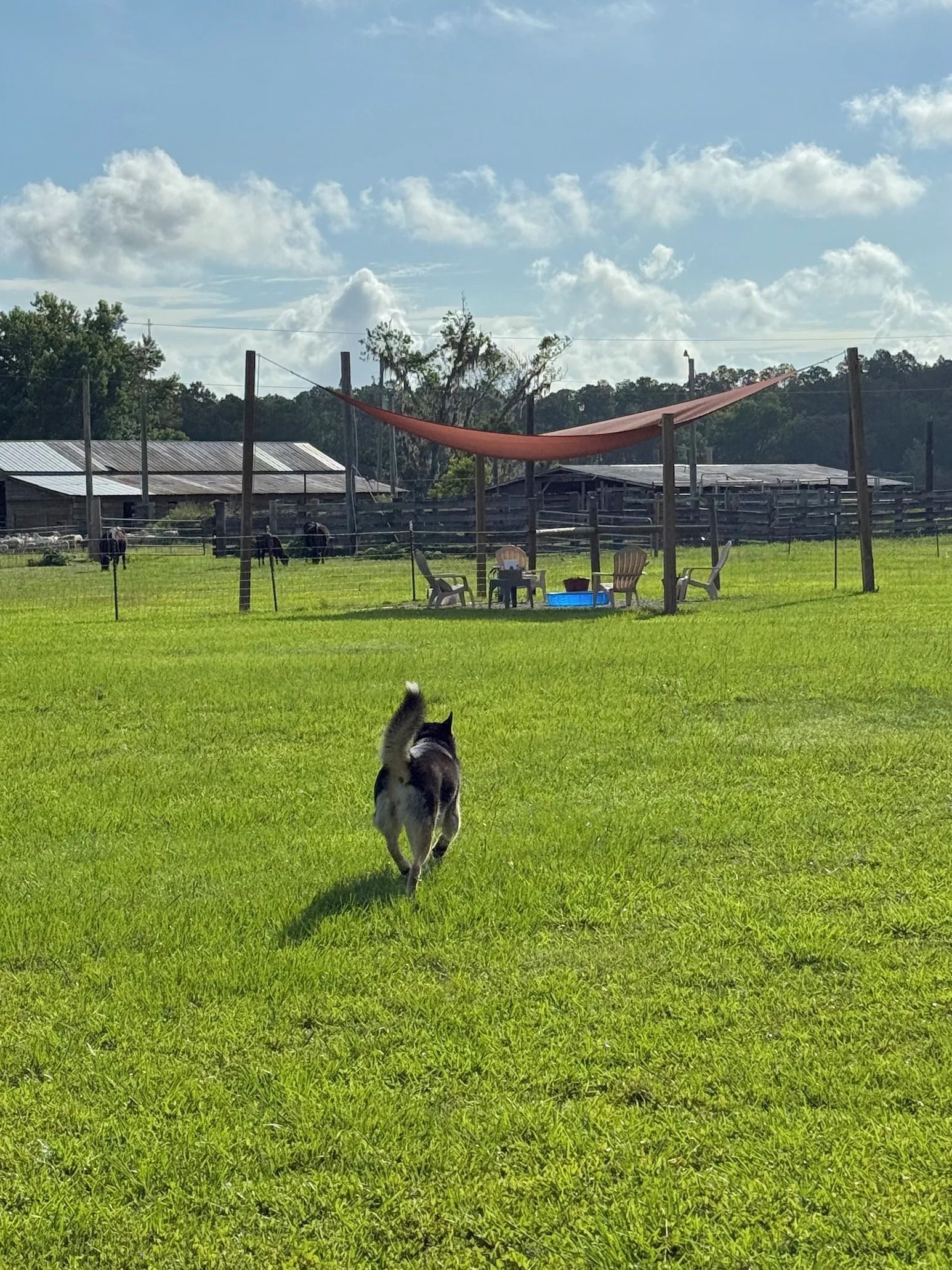 Dog running on a green lawn toward an orange shade structure; blue sky with clouds in the background.