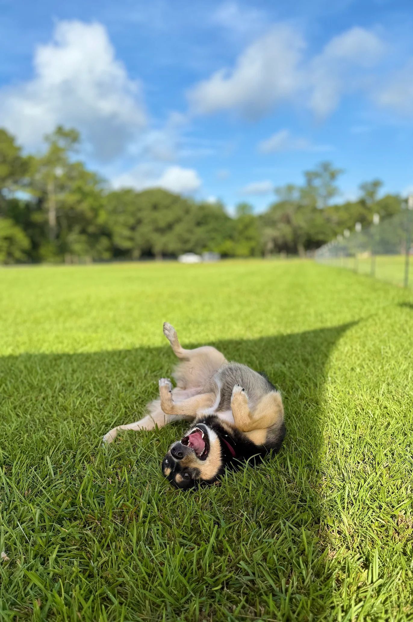 Dog rolling on back in green grass, mouth open. Blue sky, sunny day at a park.