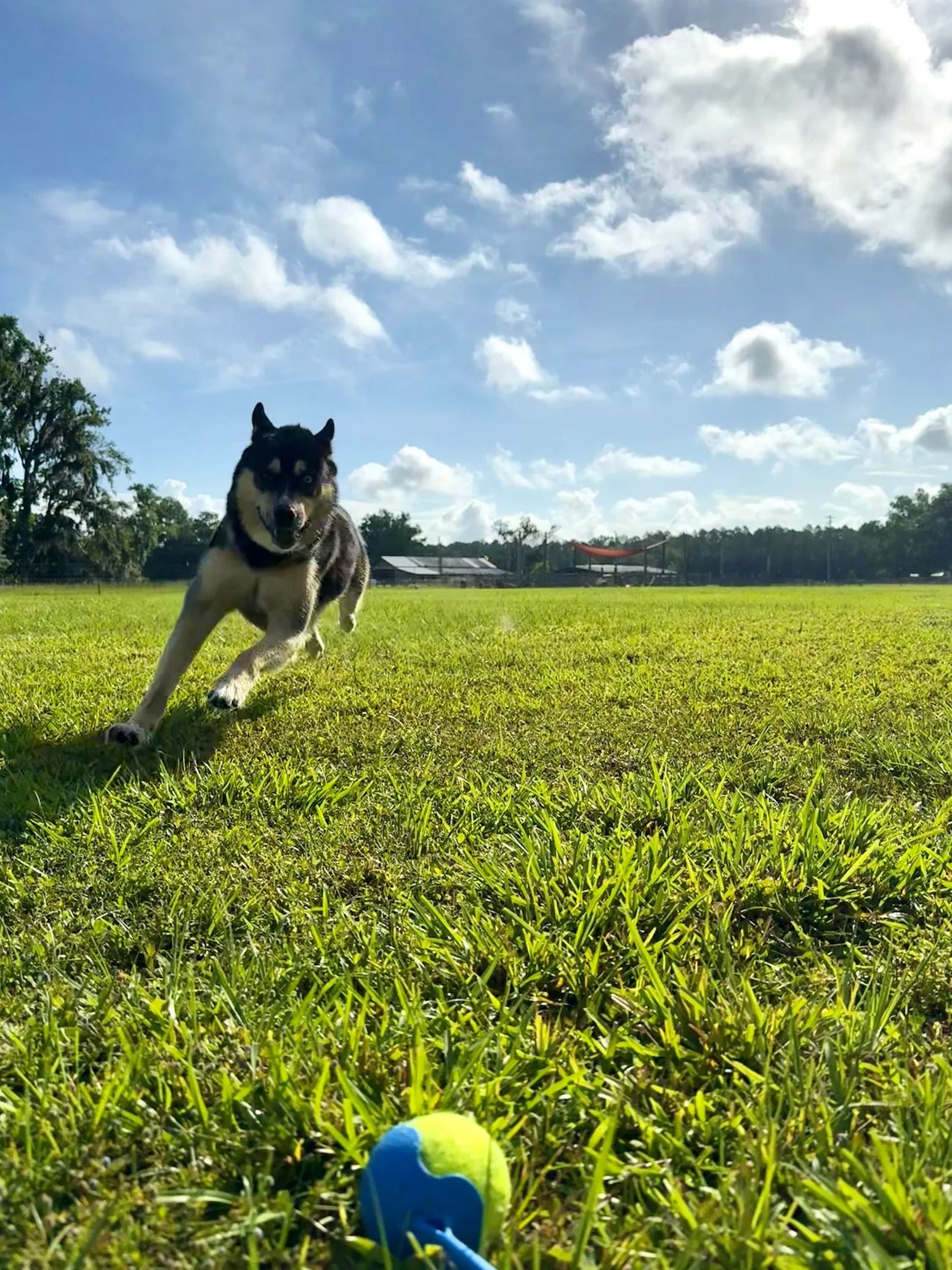 Dog running across a grassy field towards a blue and yellow ball under a blue sky.