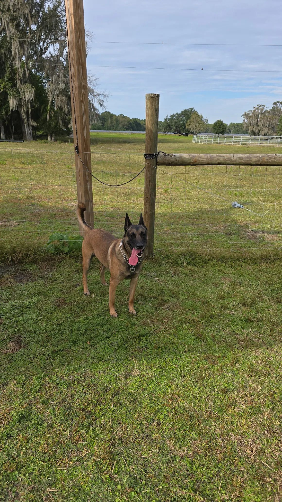Dog, tan and black, standing in grassy field near wooden fence, tongue out.