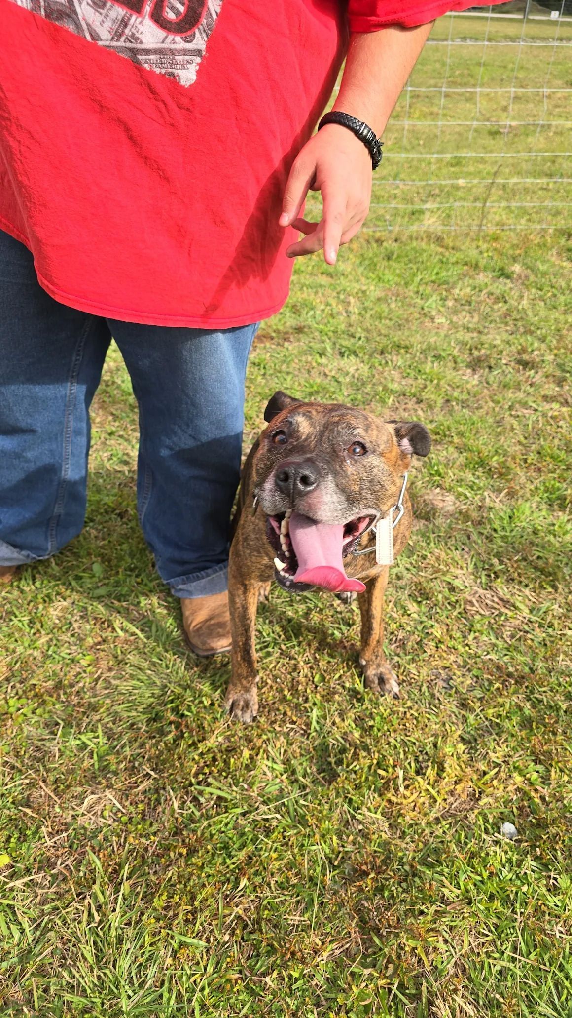 Dog with a brindle coat, panting, sitting on grass, with person in red shirt and jeans.