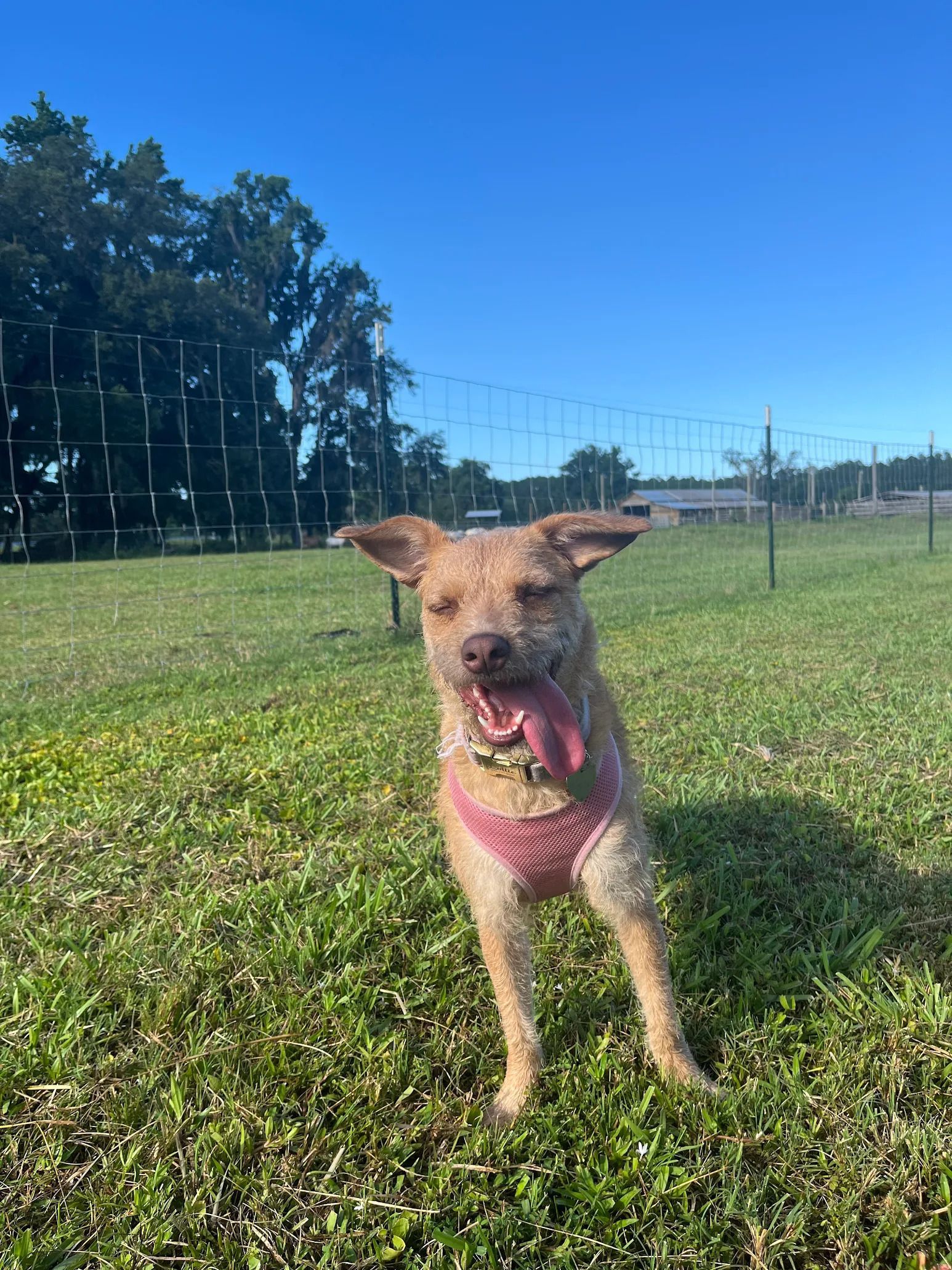 Dog with tongue out, wearing a pink harness, standing on a green lawn under a blue sky.