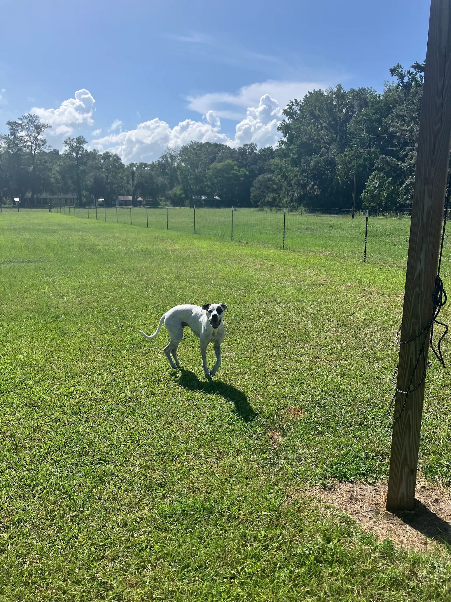 White and black dog standing in a grassy field on a sunny day.