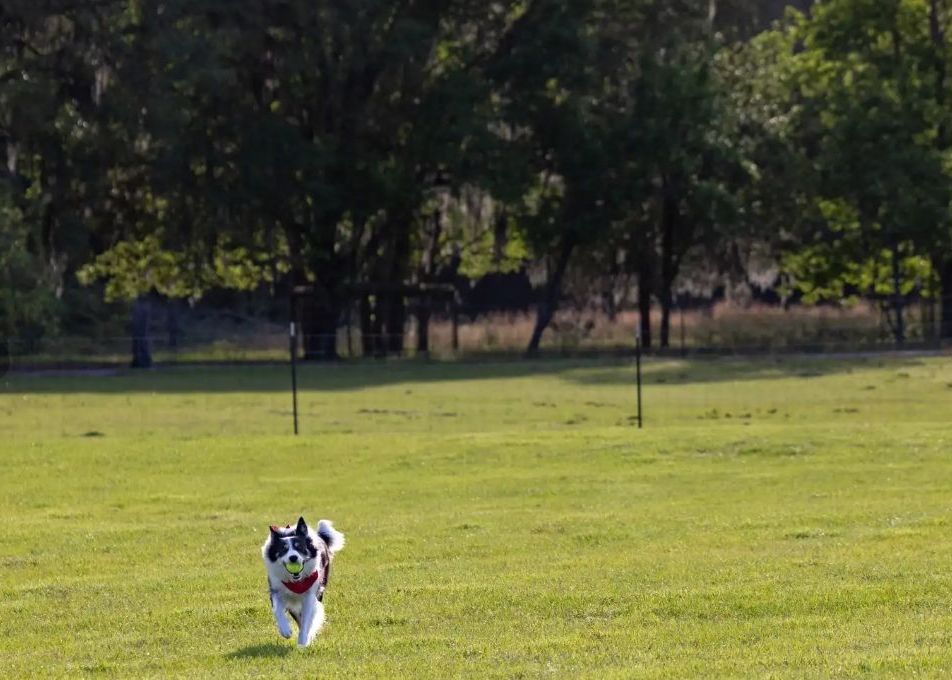 Black and white dog running through a grassy field with a yellow ball in its mouth. Trees and fence in the background.